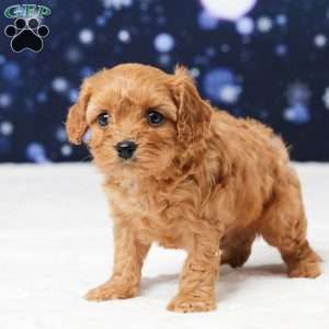 Butler, Cavapoo Puppy